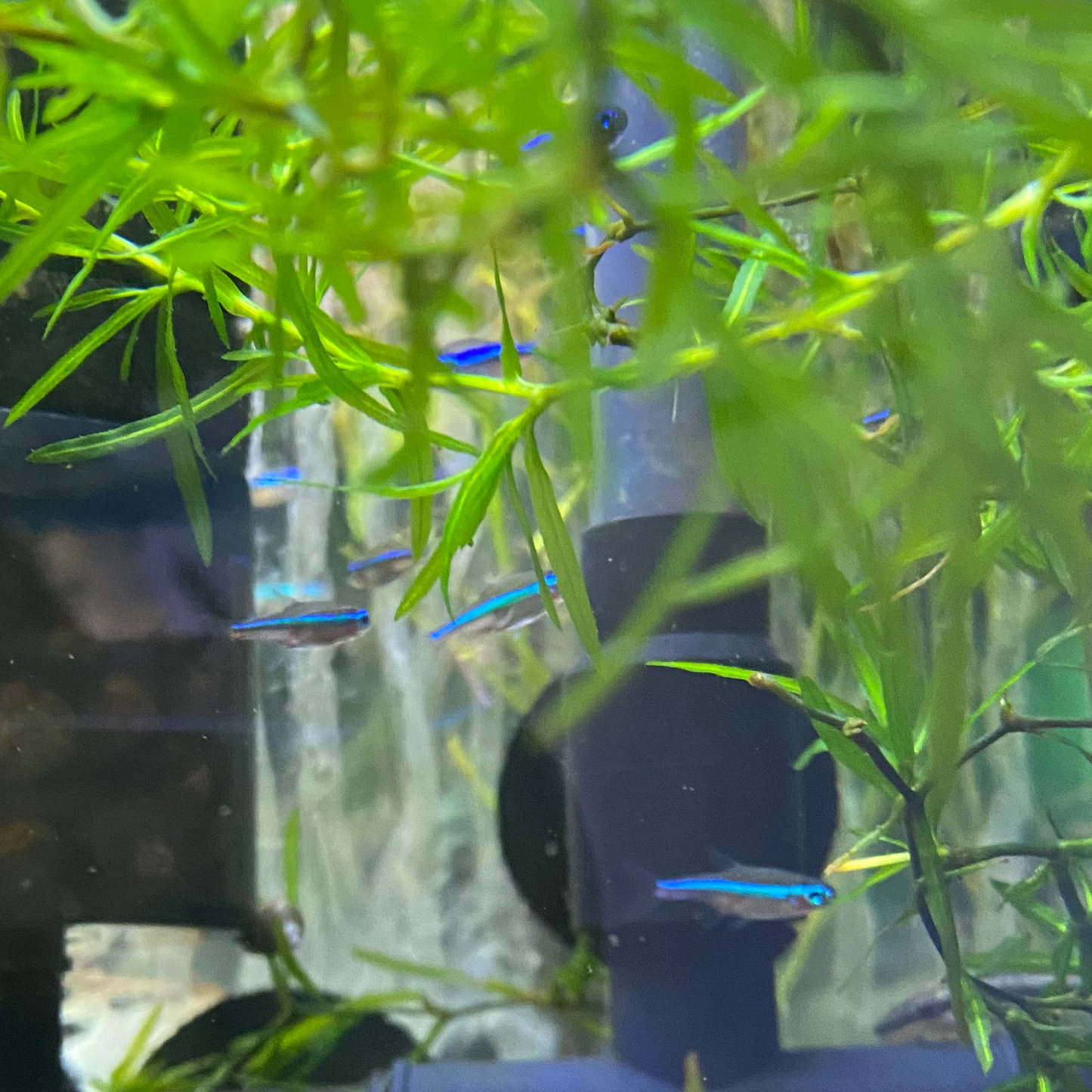 Green Neon Tetra (wild)