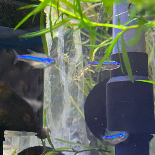 Green Neon Tetra (wild)
