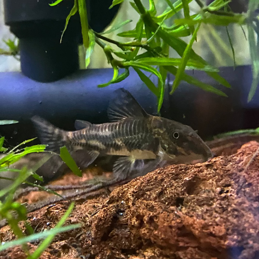 Filigree Corydora - Scleraystax Barbatus