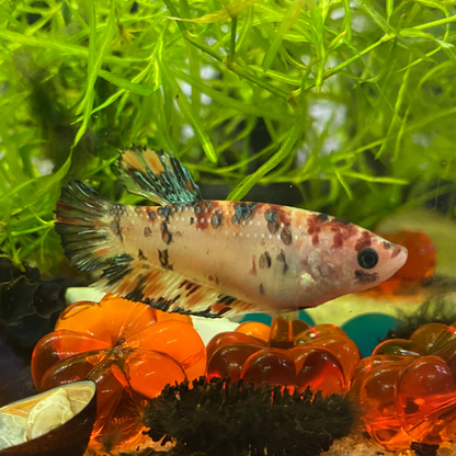 Plakat Koi Betta (Female) - Betta Splendens