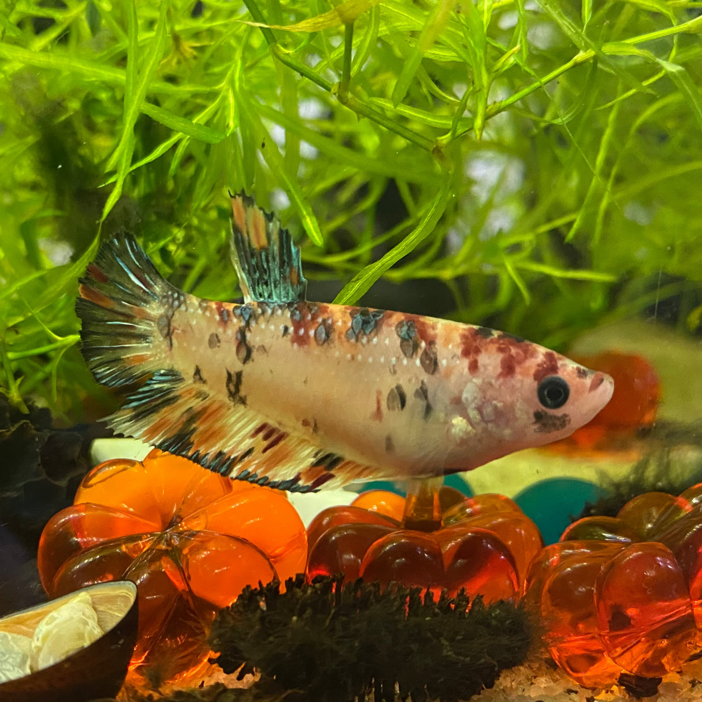 Plakat Koi Betta (Female) - Betta Splendens