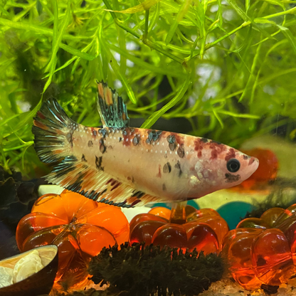 Plakat Koi Betta (Female) - Betta Splendens