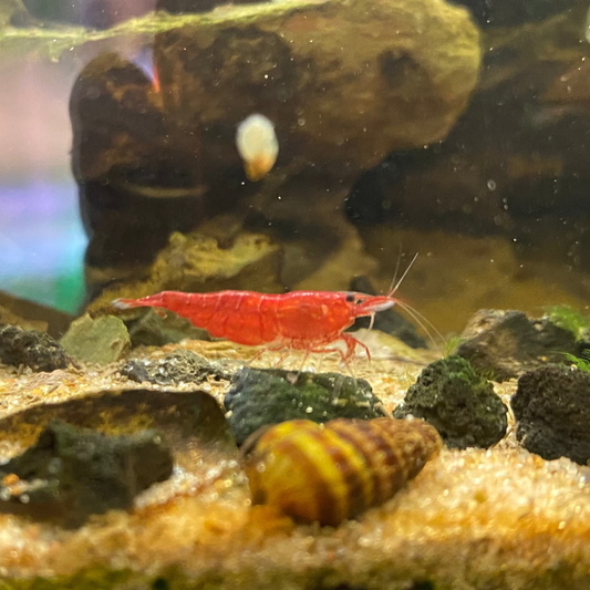 Bloody Mary Shrimp