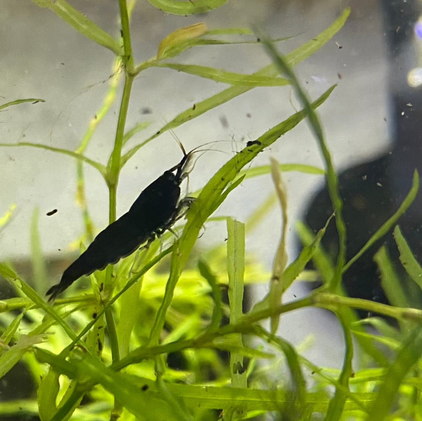 Black Sakura Shrimp
