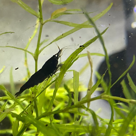 Black Sakura Shrimp