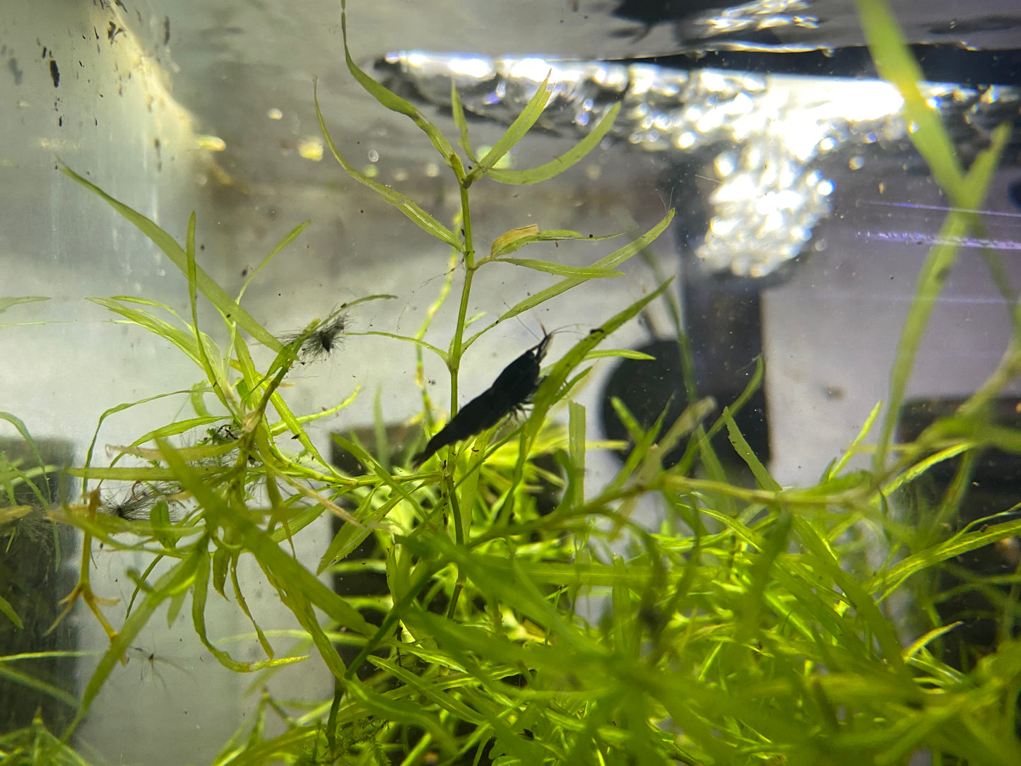 Black Sakura Shrimp