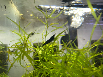 Black Sakura Shrimp