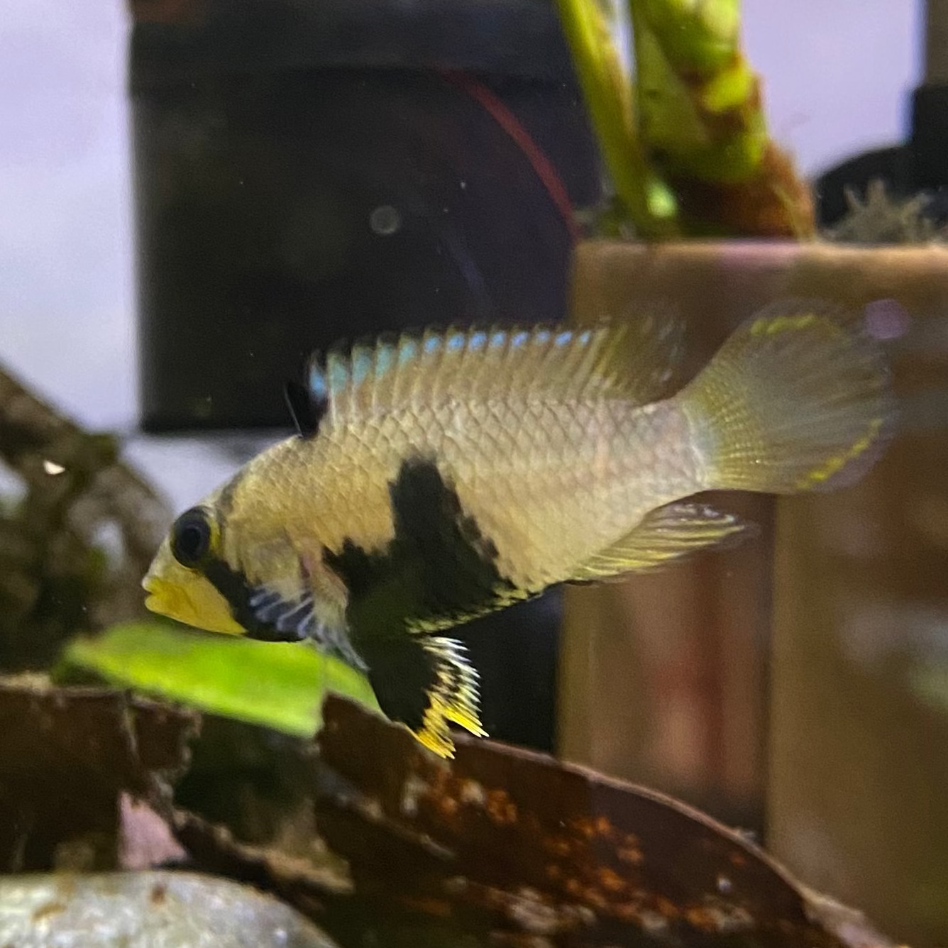 Blue Panda Apistogramma