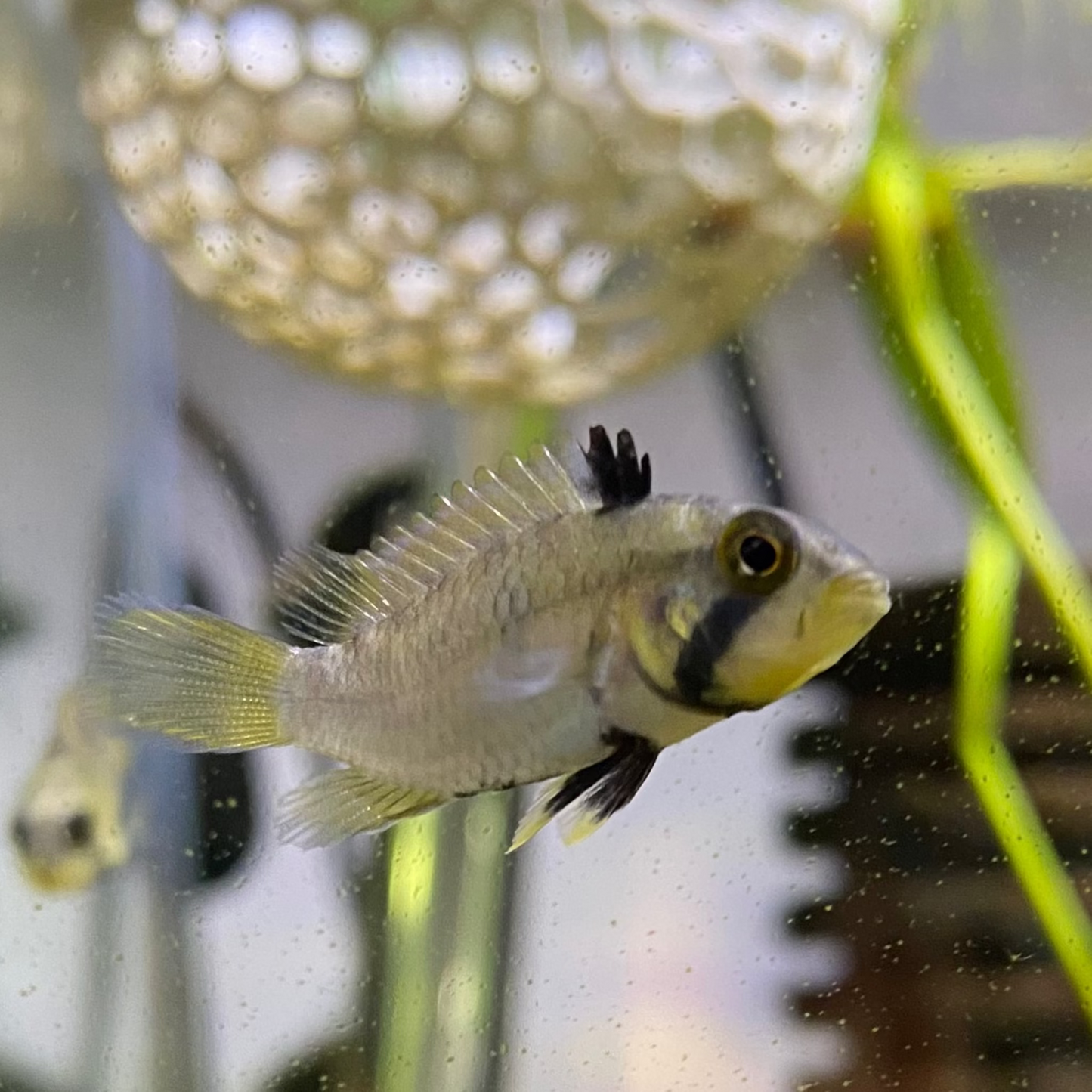 Blue Panda Apistogramma