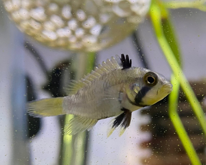 Blue Panda Apistogramma
