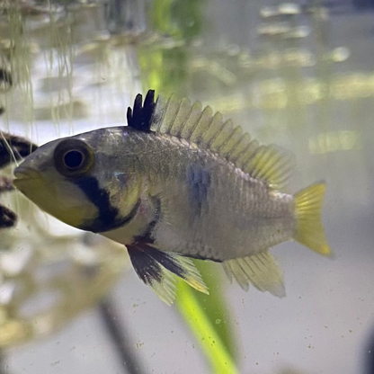 Blue Panda Apistogramma