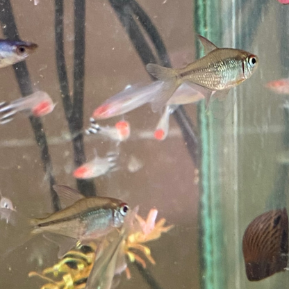 Diamond Tetra - Moenkhausia Pittieri