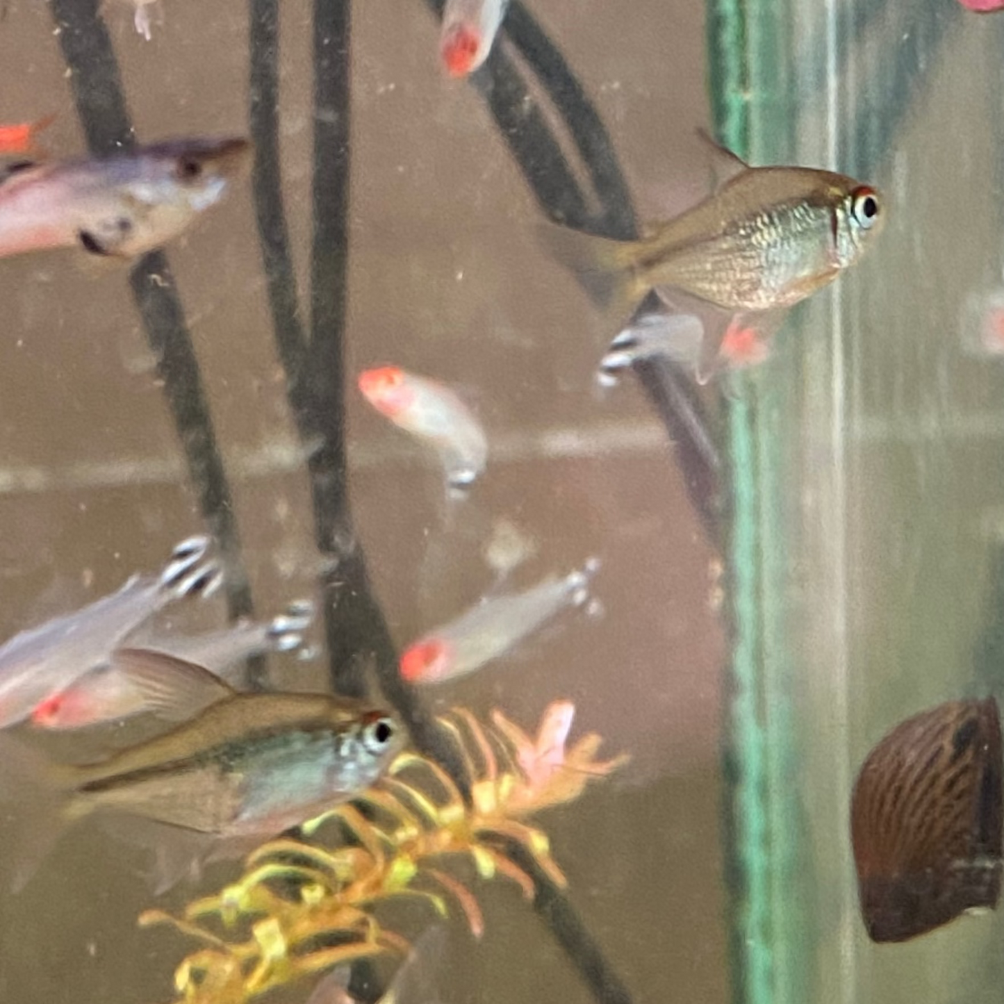 Diamond Tetra - Moenkhausia Pittieri