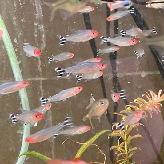 Rummy Nose Tetra - Hemigrammus Bleheri