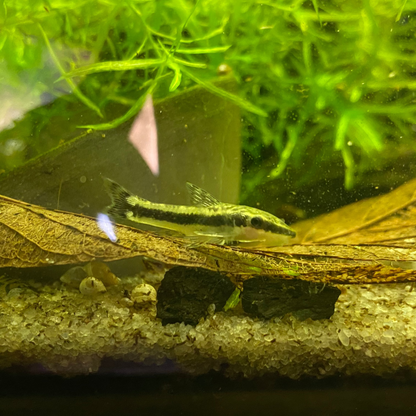 Golden Otocinclus