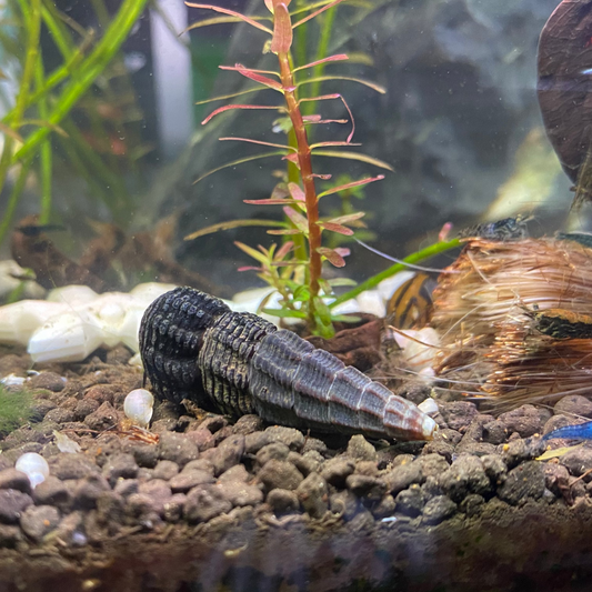 White Spotted Rabbit Snail
