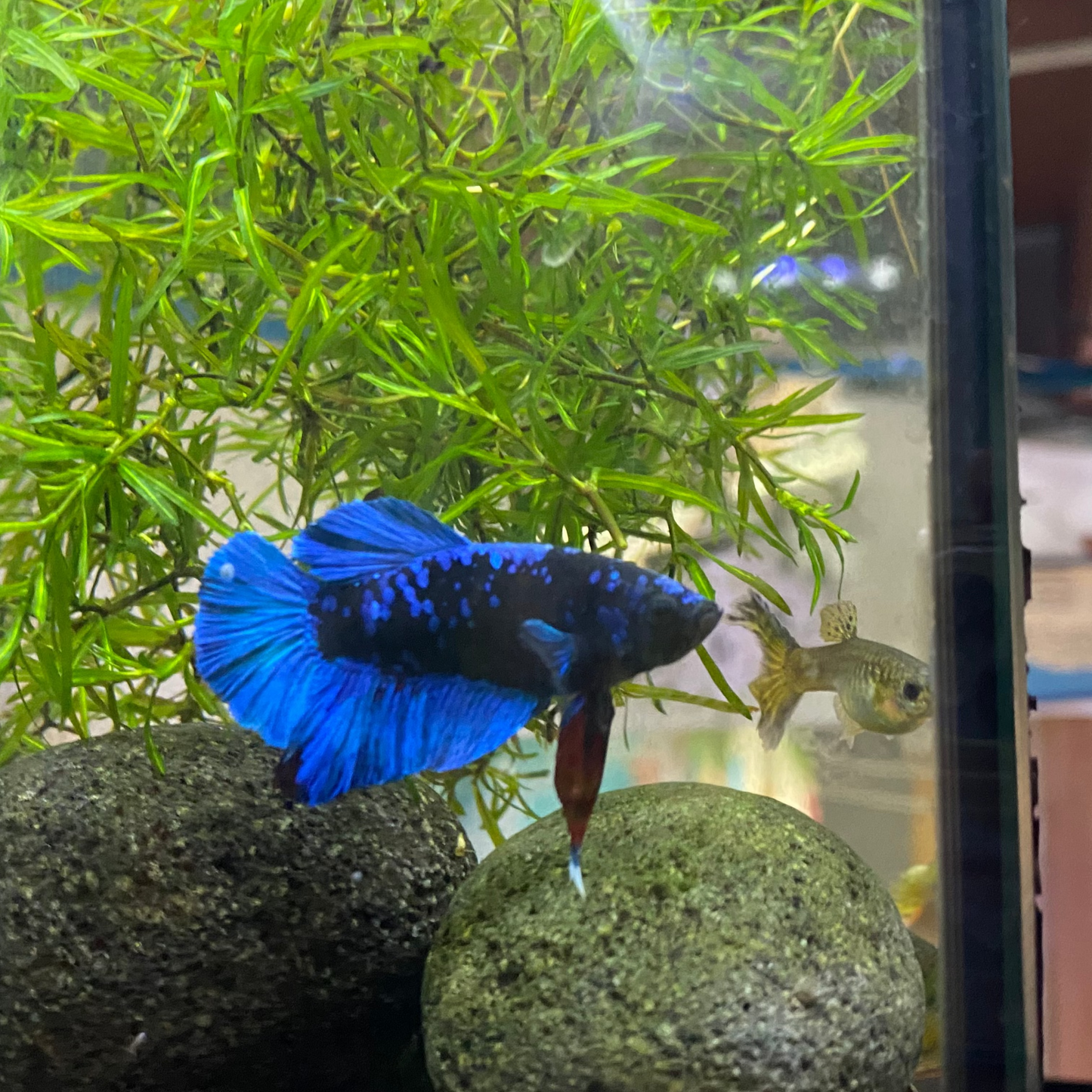 Nebula Betta (Male)