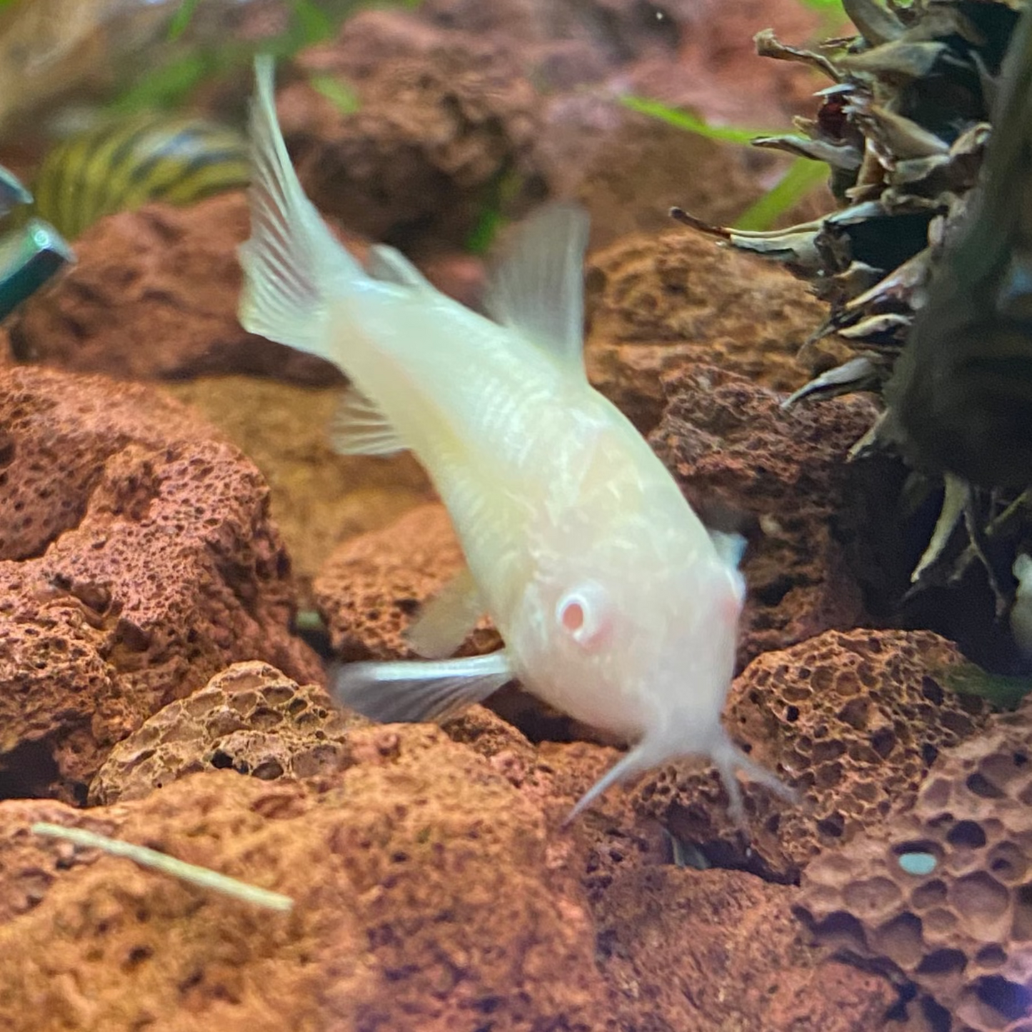 Albino Corydora - Corydoras sp. (Albino)