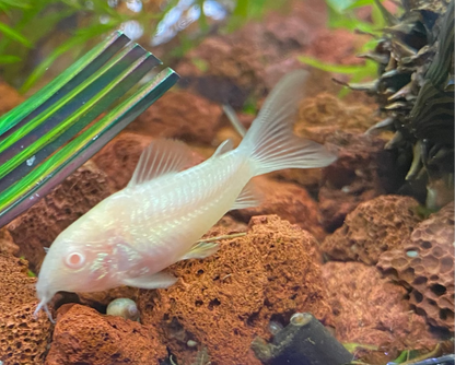 Albino Corydora - Corydoras sp. (Albino)