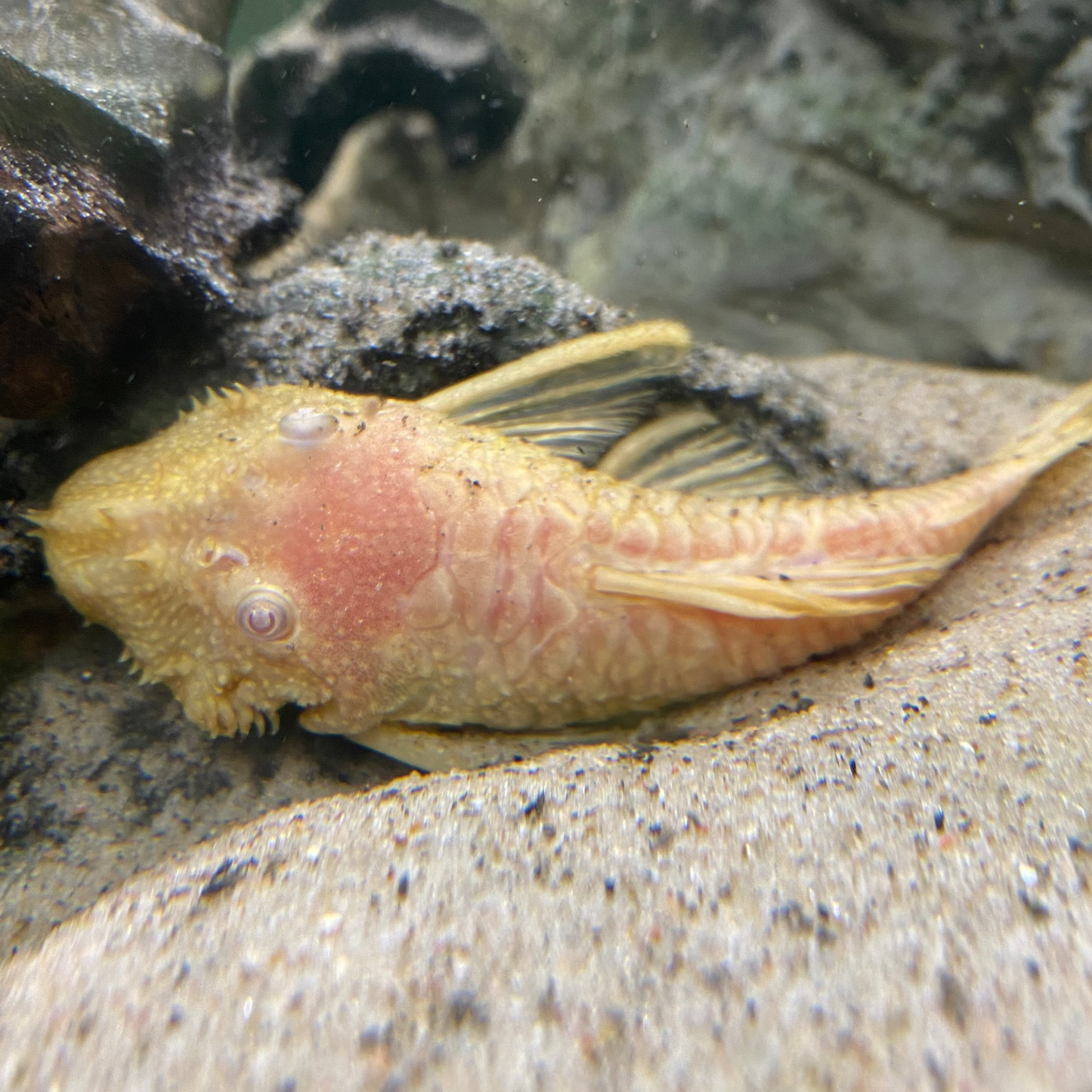 Albino Bristlenose Pleco - Ancistrus Dolichopterus var