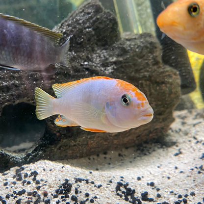 Red Top Ndumbi Cichlid - Pseudotropheus sp.