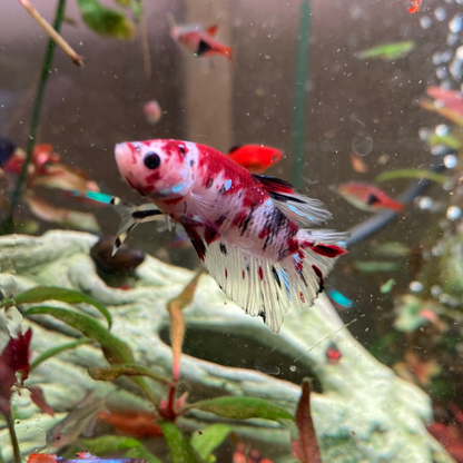 HMPK Candy Betta (Male) - Betta Splendens