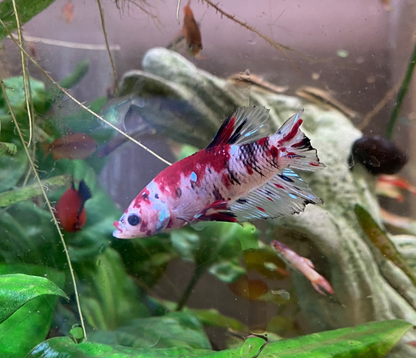 HMPK Candy Betta (Male) - Betta Splendens