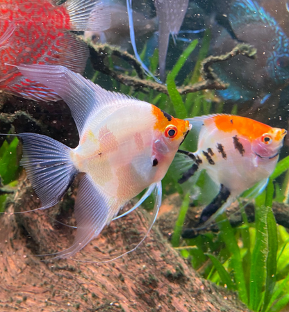 Tri Colour Koi Angelfish - Grade A
