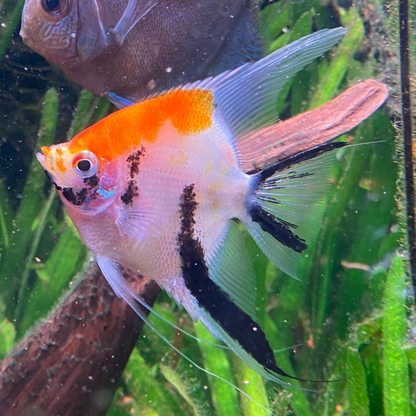 Tri Colour Koi Angelfish - Grade A