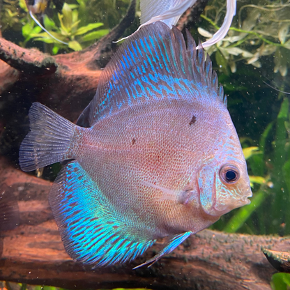 White Scorpion Snakeskin Discus - Symphysodon Aequifasciatus