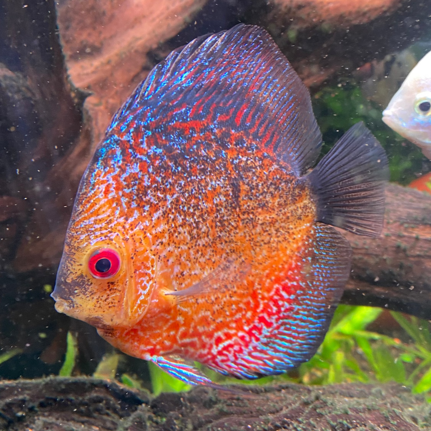 Snakeskin Pigeon Discus