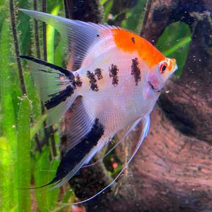 Tri Colour Koi Angelfish - Grade A
