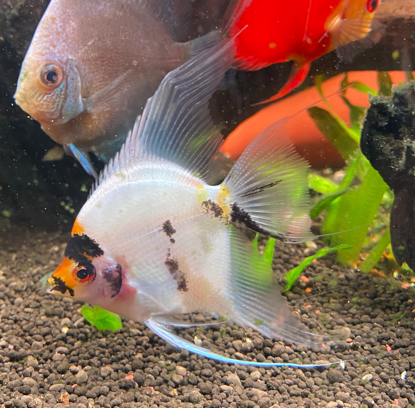 Tri Colour Koi Angelfish - Grade A