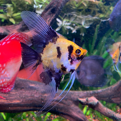 Red Devil Angelfish (Locally Bred)