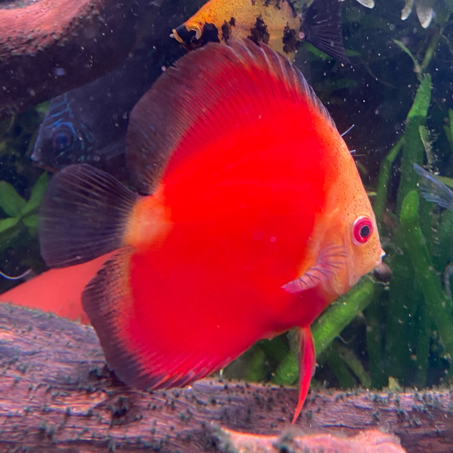 Marlboro Red Discus