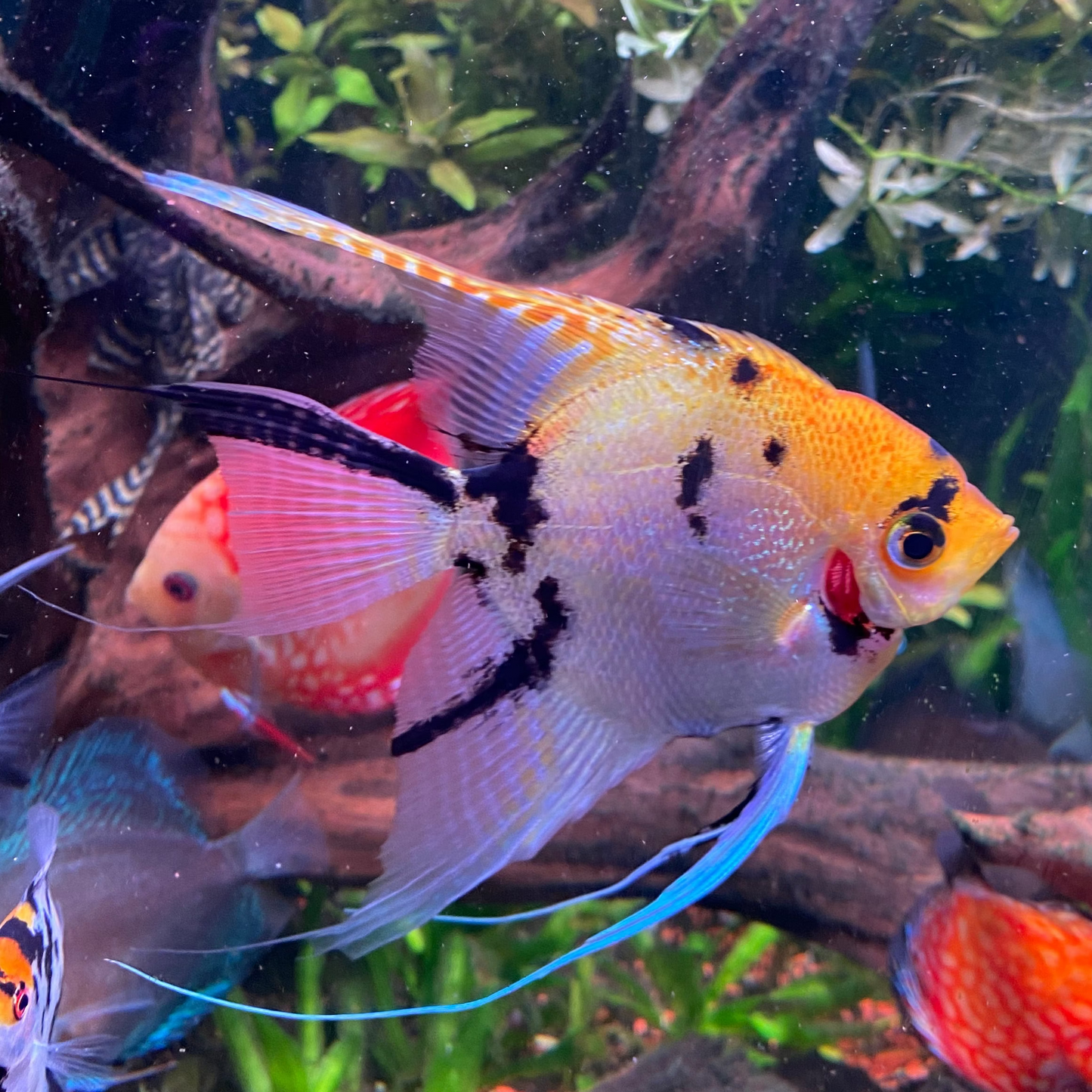Tri Colour Koi Angelfish - Pterophyllum Scalare