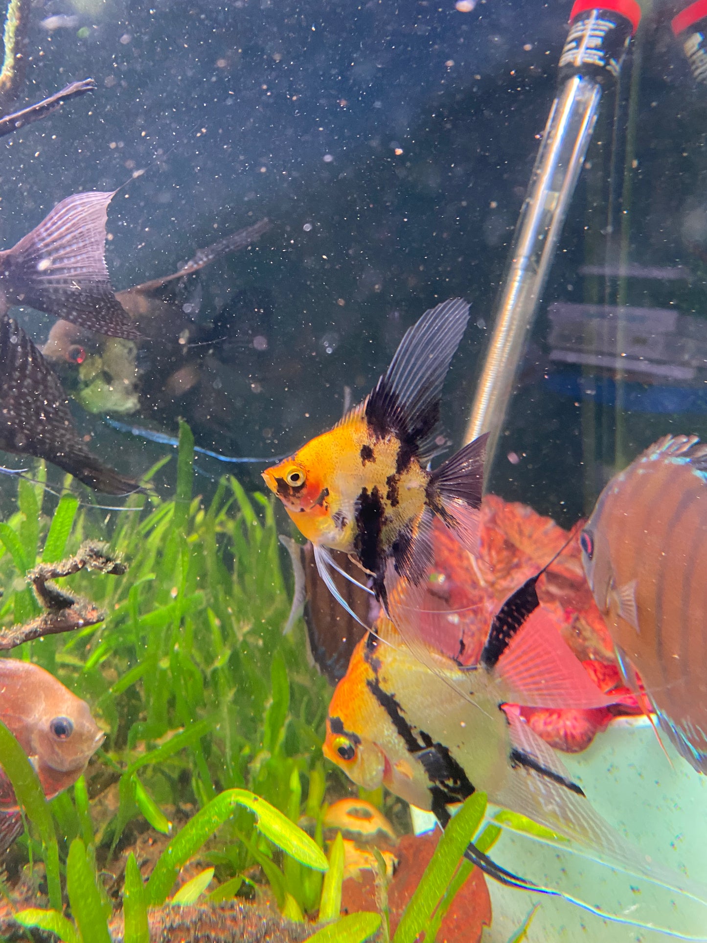 Red Devil Angelfish (Locally Bred)