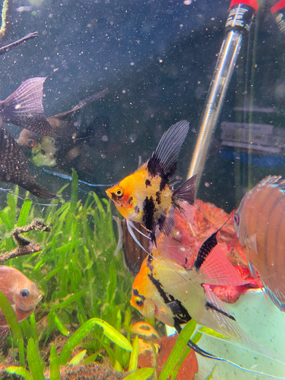 Red Devil Angelfish (Locally Bred)