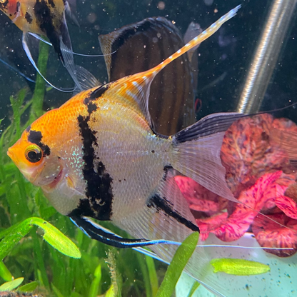Tri Colour Koi Angelfish - Pterophyllum Scalare