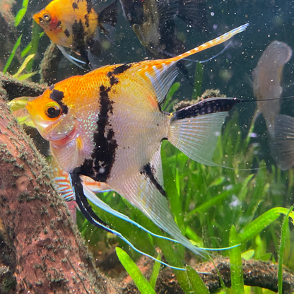 Tri Colour Koi Angelfish - Pterophyllum Scalare
