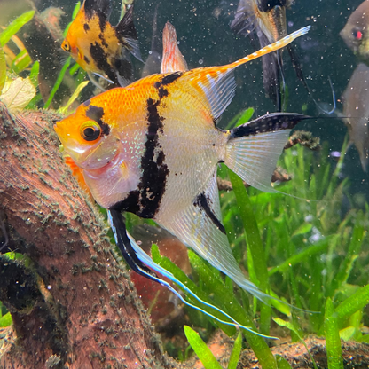 Tri Colour Koi Angelfish - Pterophyllum Scalare