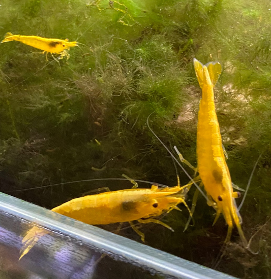 Yellow Fire Sakura Shrimp