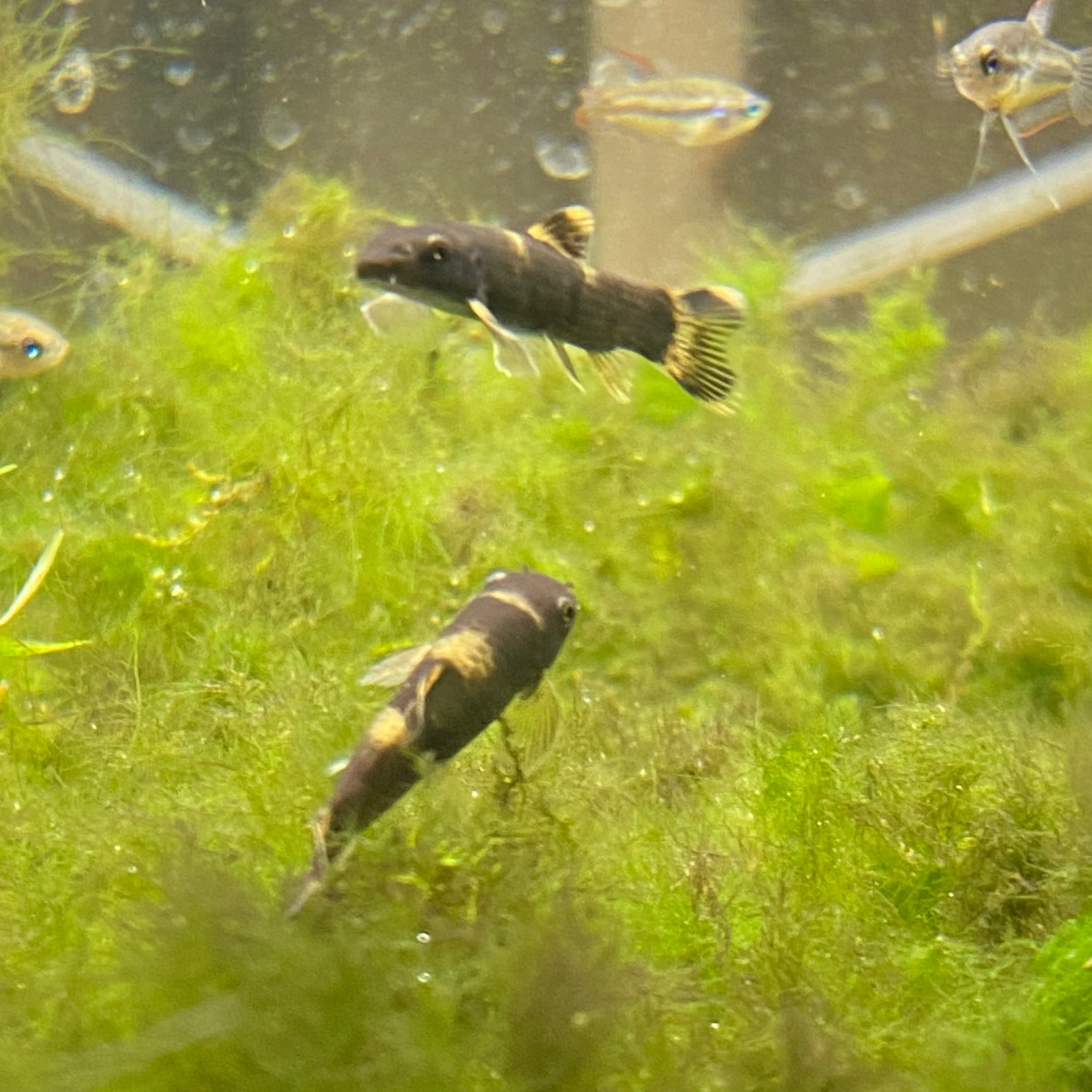 Panda Loach - Garra Flavatra