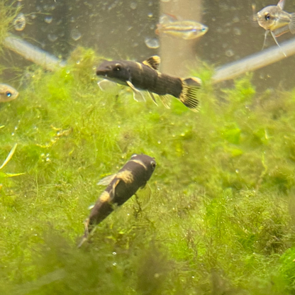 Panda Loach - Garra Flavatra