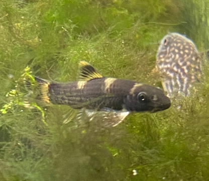 Panda Loach - Garra Flavatra