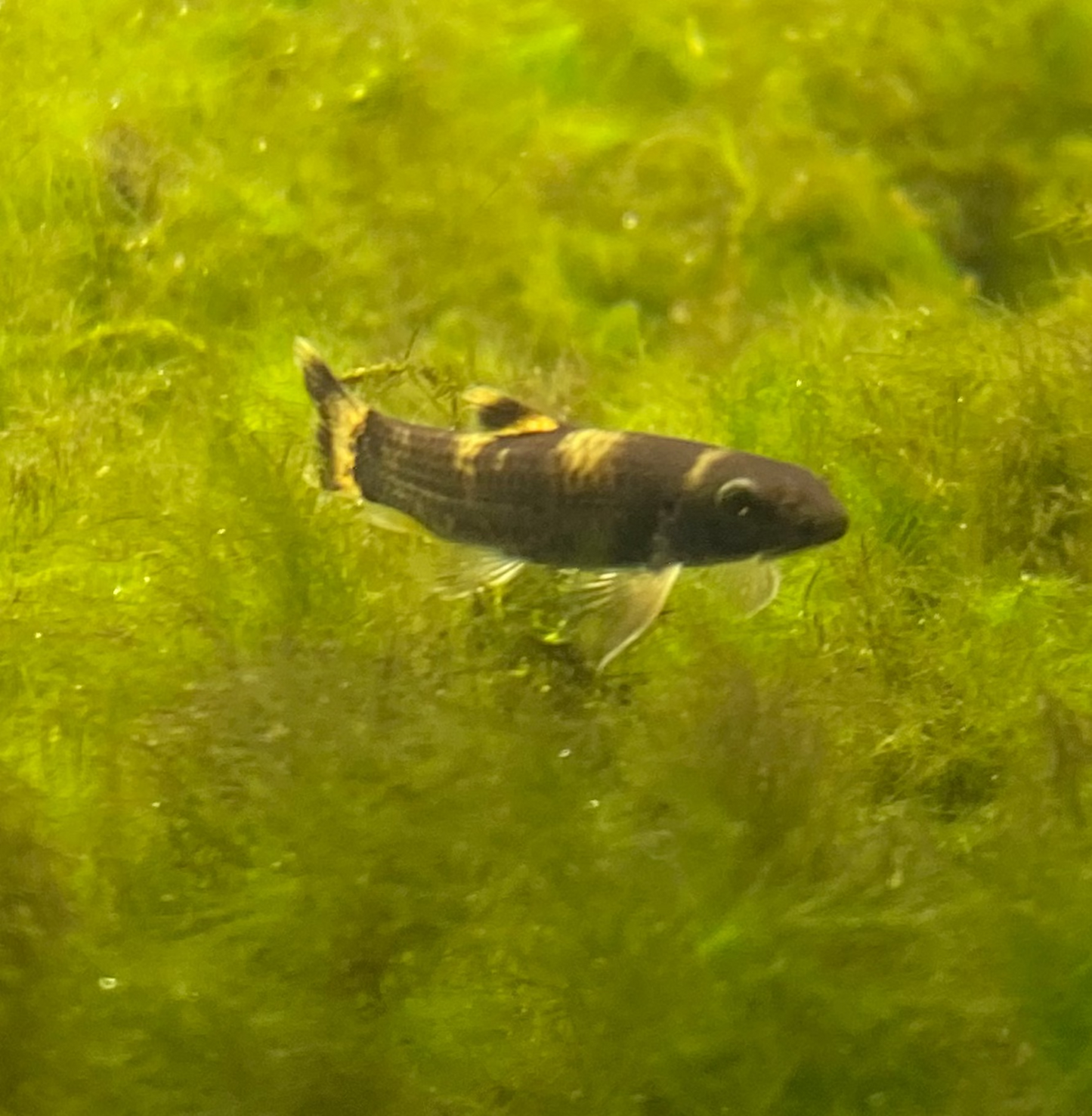 Panda Loach - Garra Flavatra