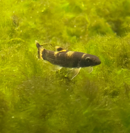 Panda Loach - Garra Flavatra