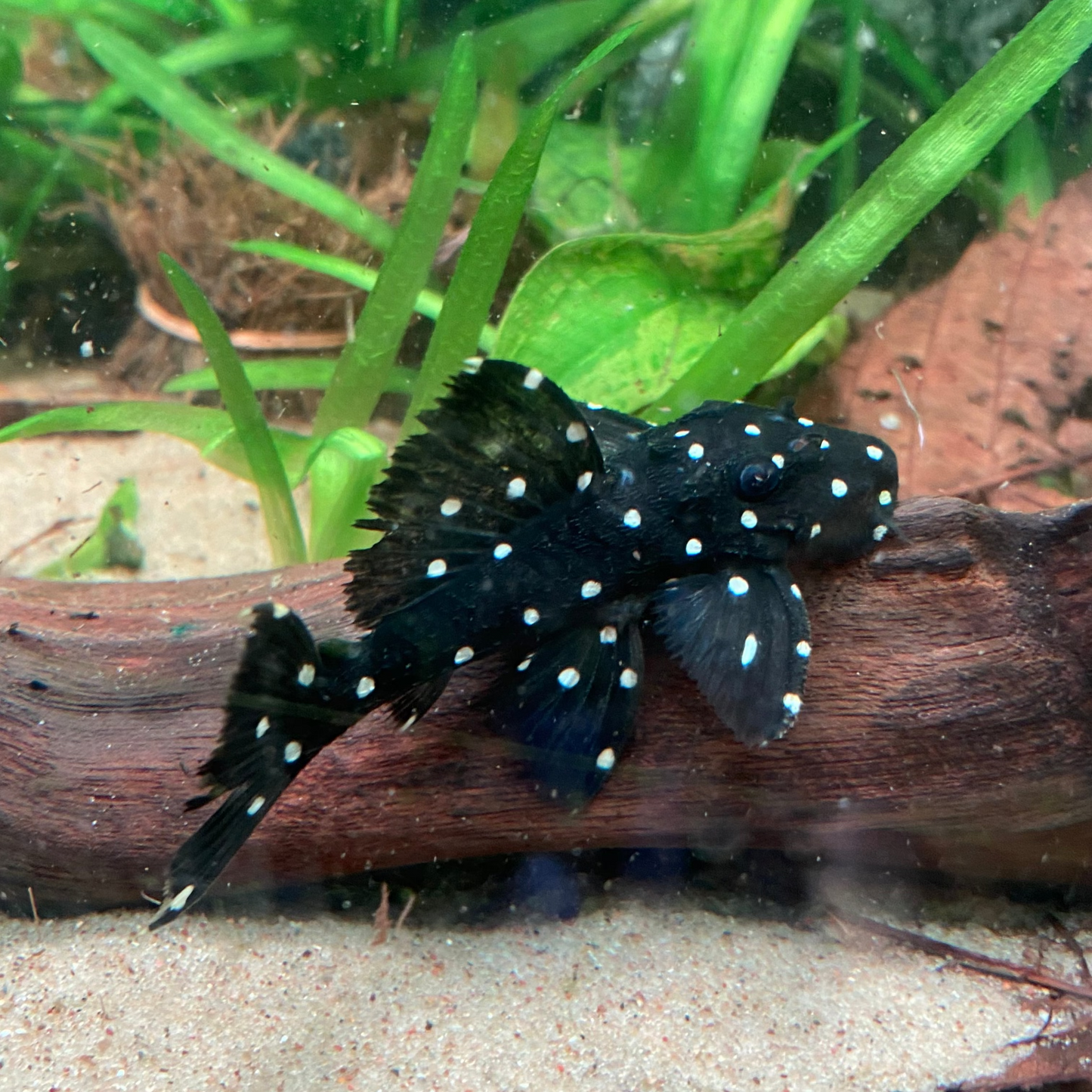 Vampire Pleco L-240/L-029 - Leporacanthicus Galaxias