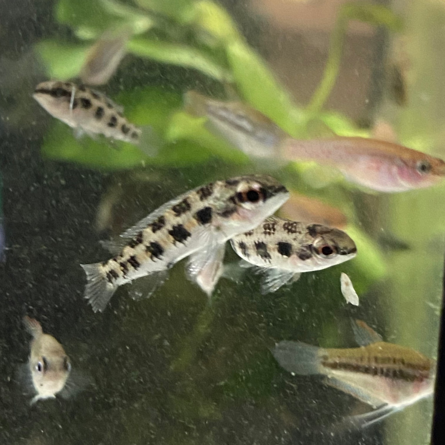 Checkerboard Cichlid