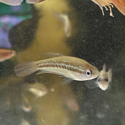Sparkling Gourami - Trichopsis pumilus